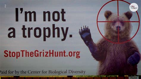 Judge Blocks Grizzly Bear Hunting Season For Now