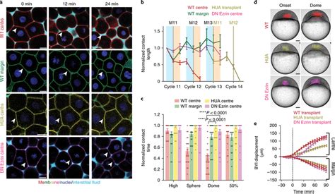 Deep Cell Cleavage Cycle Sets The Time Of Central Blastoderm