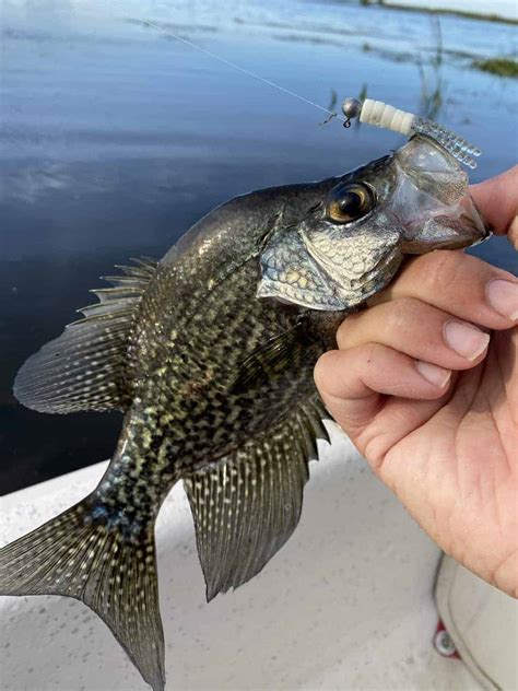 How To Crappie Fish With A Jig Easy Explanation And Tips Panfish Nation