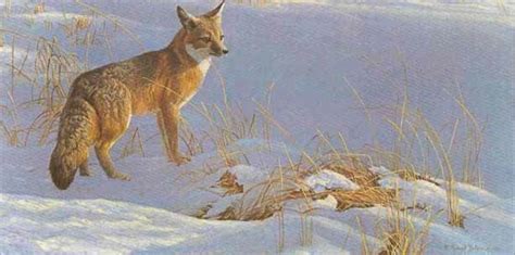 Robert Bateman Swift Fox Wildlife Art Wildlife Paintings Wild