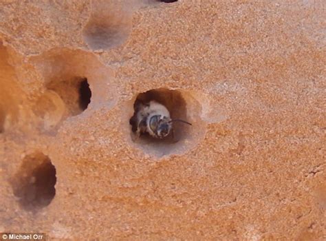 New Bee Species Discovered Which Chews Through Stones To Make Itself A