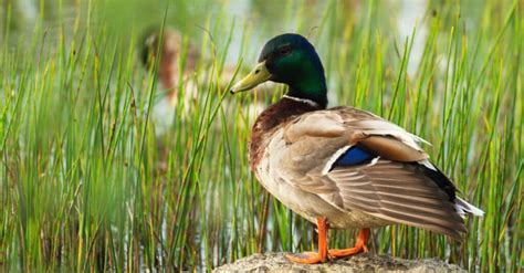 What Do Mallard Ducks Eat A Z Animals