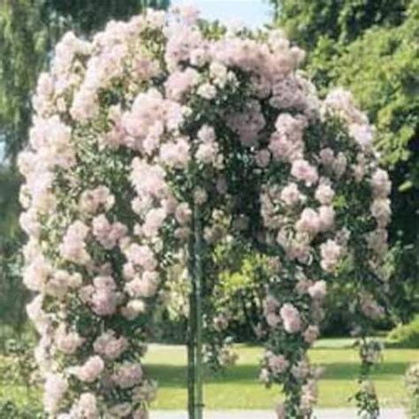 Items Similar To Beautiful Weeping Tree Rose From Bella Rosa Farm On Etsy