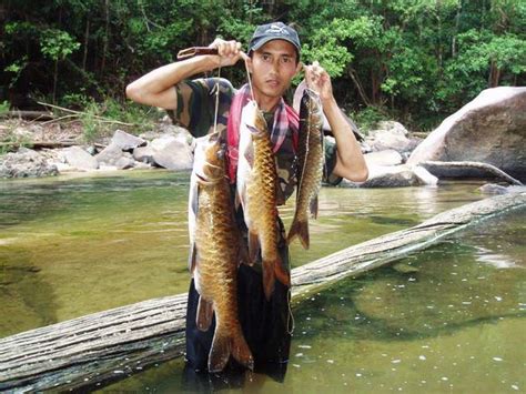 Miau Wantz Her Fillet Mahseer Fish King Of The Rapids