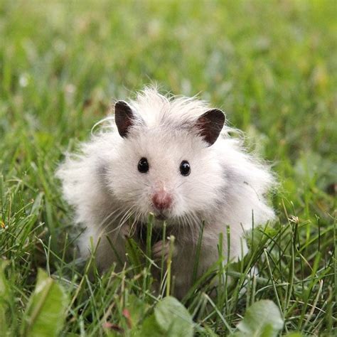 The Benefits Of Taking Your Hamster Outside A Breath Of Fresh Air For