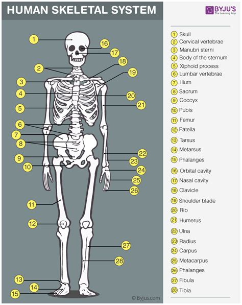 The shoulder is a complex combination of bones and joints where many muscles act to provide the widest range of motion of any part of the body. Interesting Facts about the Human Skeletal System-BYJU'S