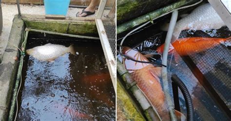 Prized Koi Fish Latest Victims Of Continued Power Outages