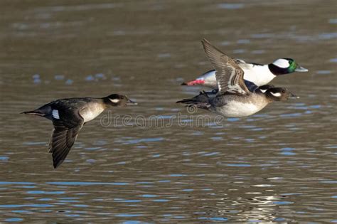 Bufflehead Ducks In Flight Stock Photo Image Of Soaring 267598504