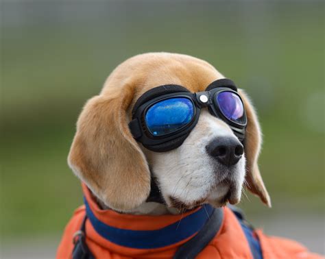 Dog Beagle Glasses Animals Wallpapers Hd Desktop And Mobile