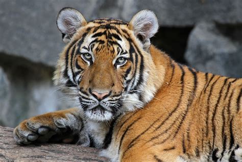 Indochinesischer Tiger Tierpark Berlin Tier Fotoseu