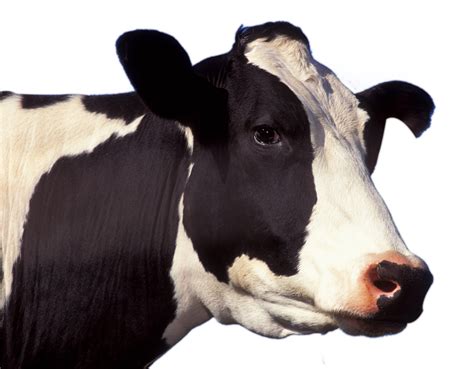 cow PNG gambar png
