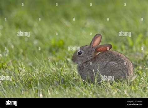 European Rabbit Kit On A Meadow Stock Photo Alamy