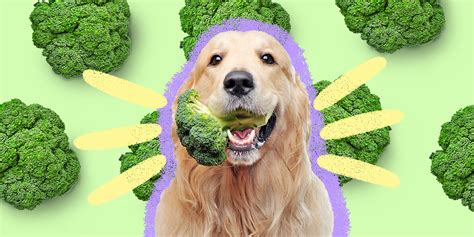 Can Dogs Eat Broccoli And How Much Is Safe Dodowell The Dodo