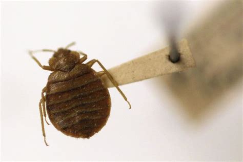 A New Way To Battle Bedbugs Fake Them Out Bed Bugs Bed Bug Bites Bugs
