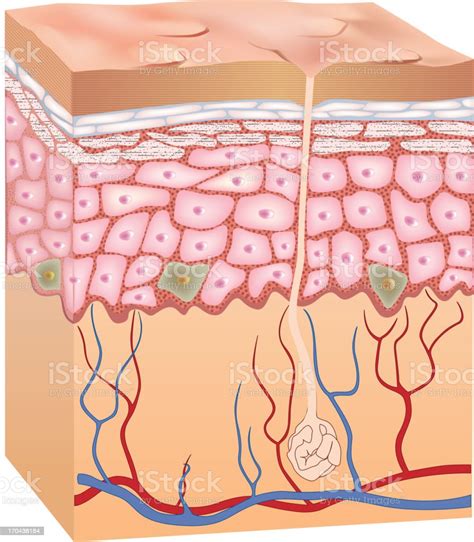 Human Epidermis Skin Structure 3d Stock Vector Art And More Images Of