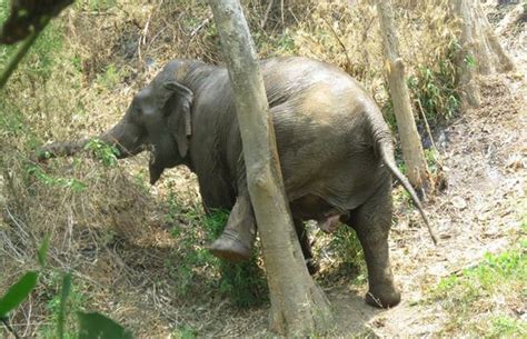 Elephants Rub Their Body Against Elephant Nature Park