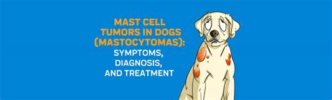Mast Cell Tumors In Dogs Mastocytomas Symptoms Diagnosis And Treatme