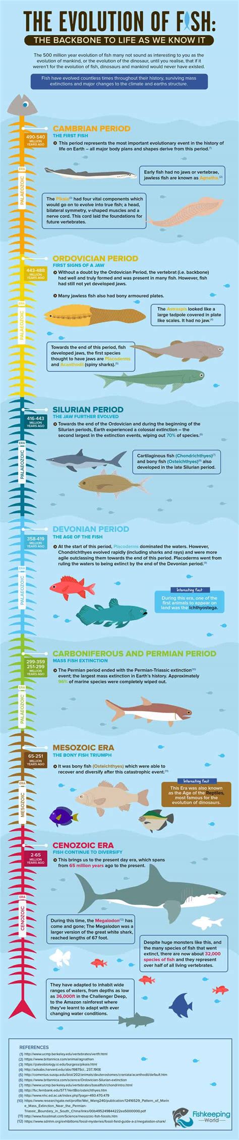 From Cambrian To Current A Fish Evolution Story Tropical Fish Site