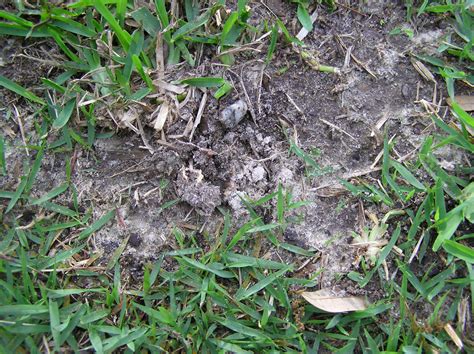 10 Lawn Pests In Pittsburgh Pa Lawnstarter