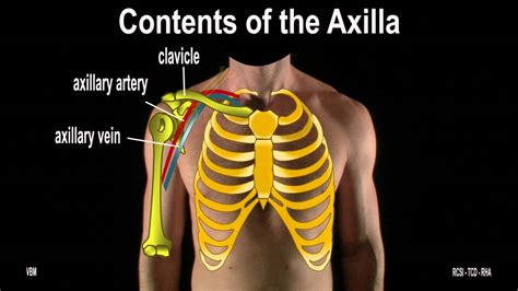 Surface Anatomy Axilla The Breast 2d Youtube