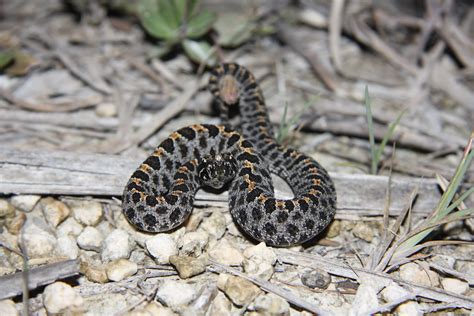 Baby Pygmy Rattlesnake Only About 7 Inches Long Found On Flickr