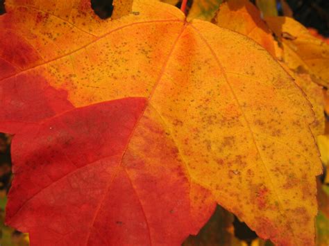 Two Toned Autumn Leaf Clippix Etc Educational Photos For Students