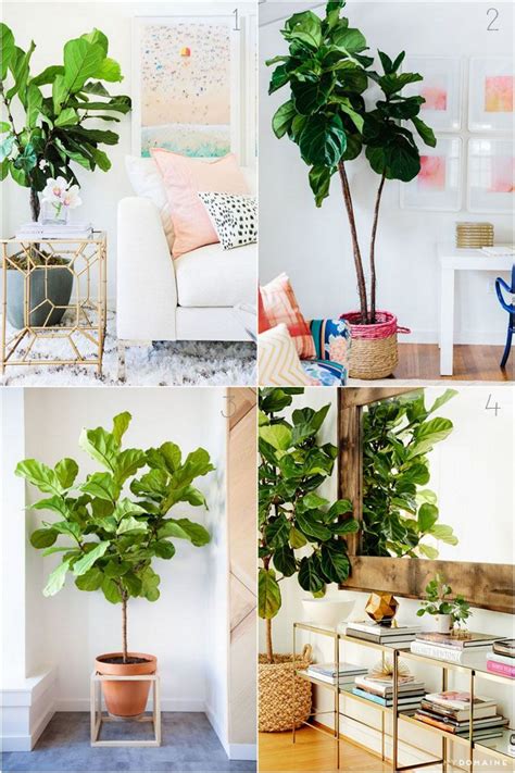 In Love With Fiddle Leaf Fig And How To Grow It From Cuttings A