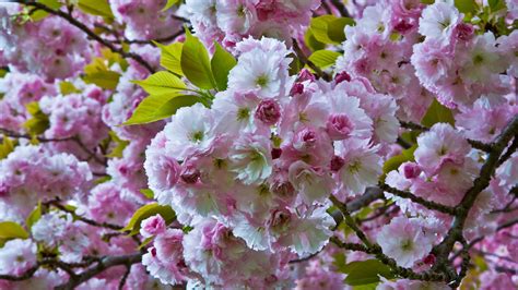 Flowering Cherry Tree Varieties