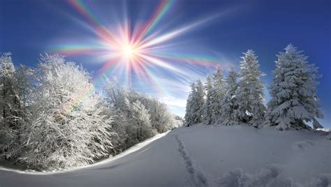 Sun Shining On Winter Forest