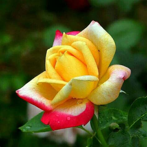 Pin By Galal Ahmad On Special Flowers Beautiful Roses Yellow Roses