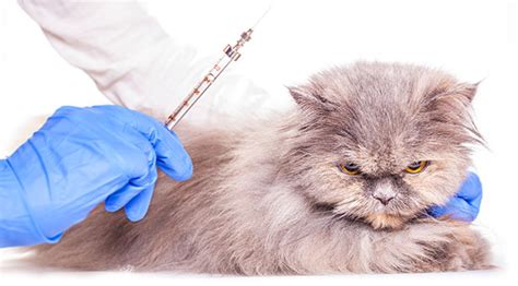 Do cats really need an fvrcp vaccination? Distemper in Cats | The Munch Zone