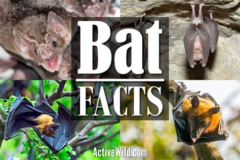 50 Fascinating Facts About Bats 2024s Ultimate Guide