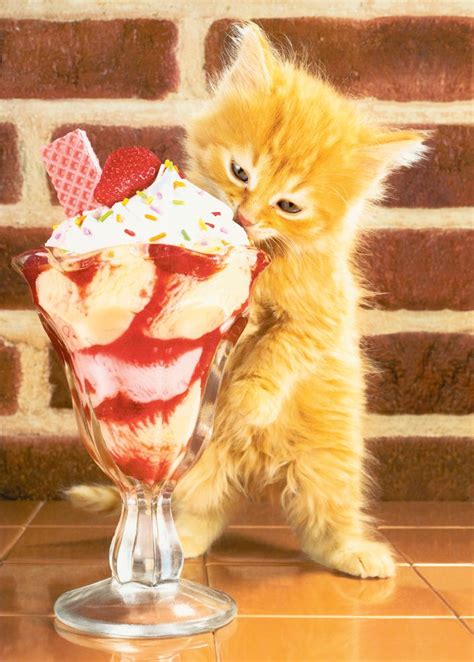 National Ice Cream Month Can Cats Eat Ice Cream Is Ice Cream Safe For