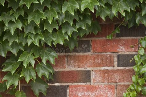 Ivy Growing On Brick Wall Royalty Free Stock Photos Image 21175048