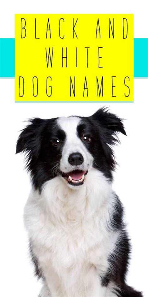 Black And White Dog Names 300 Ideas For Monochrome Puppies