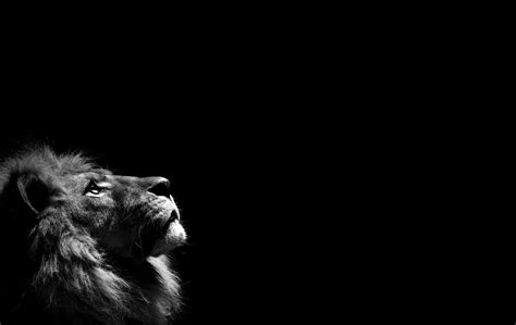 Grayscale Photography Of Lion Illustration Monochrome Lion Animals
