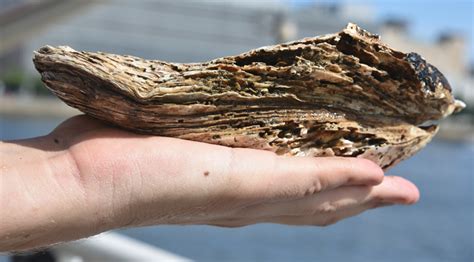 Huge Oyster Largest Found In Hudson By Far Discovered Beneath Pier