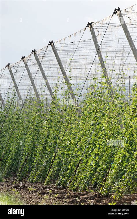 Hop Fields High Resolution Stock Photography And Images Alamy