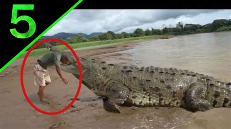 5 Most Shocking Animal Attacks On Humans Caught On Tape Youtube