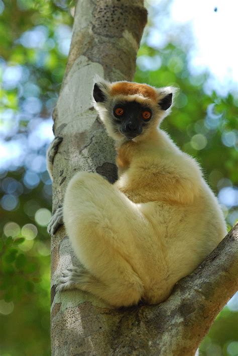 Golden Crowned Sifaka Wikiwand