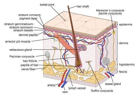 Picture of the skin · the epidermis, the outermost layer of skin, provides a waterproof barrier and creates our skin tone. File:Human skin structure.svg - Wikimedia Commons