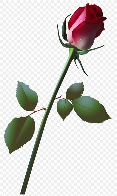 Rose Bud Clip Art PNG X Px Rose Branch Bud Drawing Flora Download Free