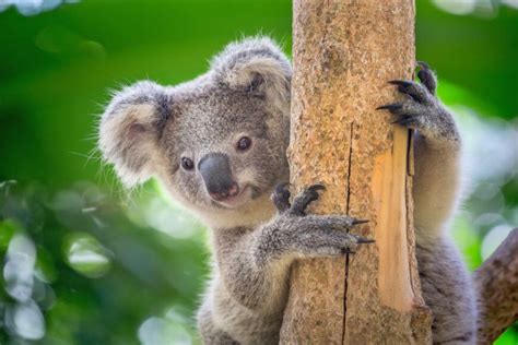 características reproducción hábitat y curiosidades Reinos de la Naturaleza