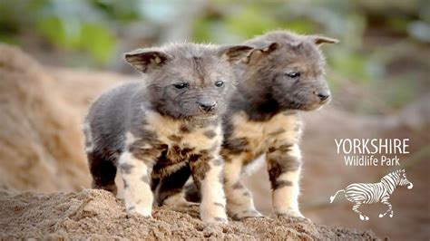 African Painted Dog Pups Born At Yorkshire Wildlife Park Youtube