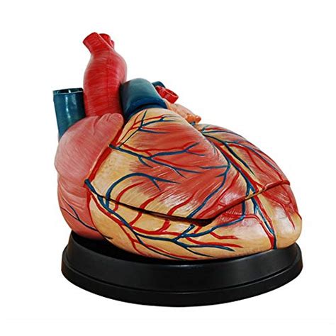 Buy Ltlghy Science Anatomy Heart Model Magnified 4 X Heart Anatomical