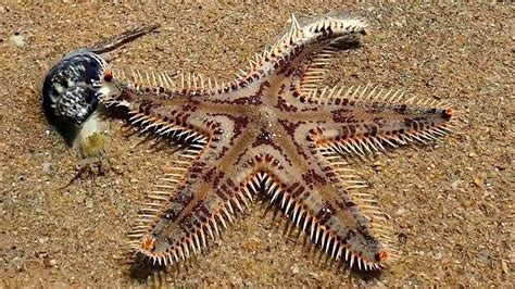 Rare Starfish Hunting Prey Caught On Camera Wooglobe Youtube
