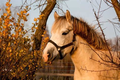 20 Cute Pictures Of Ponies Guaranteed To Make You Smile
