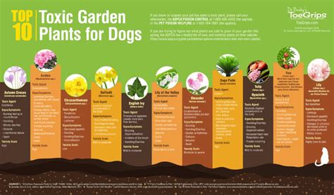 10 Garden Plants That Are Dangerous To Dogs With Photos Dr Buzbys