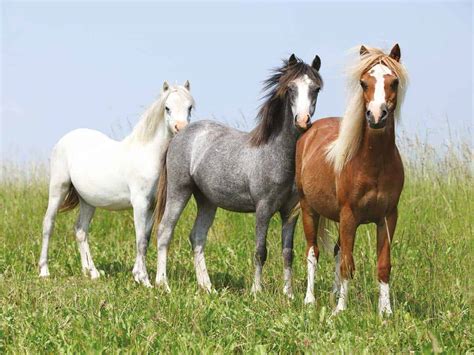 Welsh Mountain Pony Pferde Pferderassen De