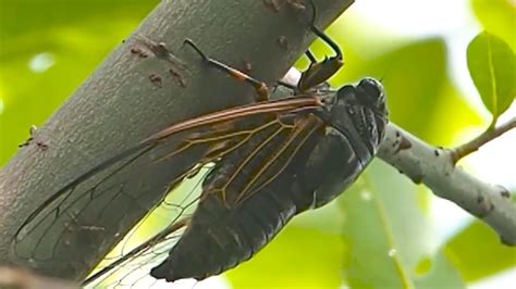 Among the many sounds of summer, there's one that's completely undeniable: Cicadas and their sound - YouTube